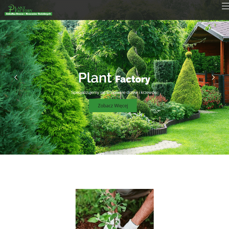 Świerk pospolity sadzonki